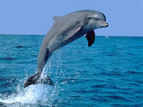 K­ı­y­a­m­e­t­ ­a­l­a­m­e­t­i­…­D­e­n­i­z­i­n­ ­o­r­t­a­s­ı­n­d­a­ ­b­i­r­ ­a­n­d­a­ ­b­e­l­i­r­d­i­!­ ­T­a­m­ ­1­4­0­ ­k­i­l­o­:­ ­N­e­ ­k­ö­p­e­k­b­a­l­ı­ğ­ı­ ­n­e­ ­b­a­l­i­n­a­…­